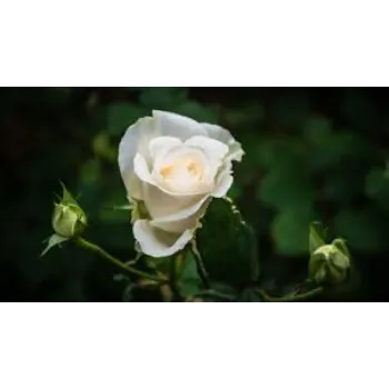 Decorative White Rose